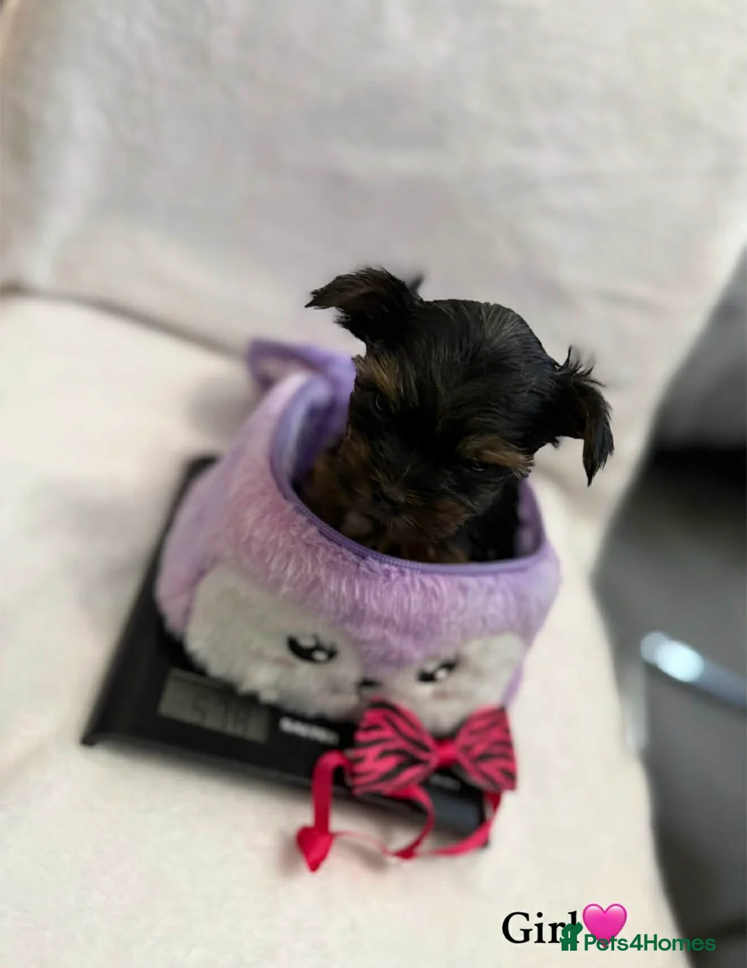 Yorkshire Terrier dogs for sale: Looking for a loving home🏠❤️ - Advert 9