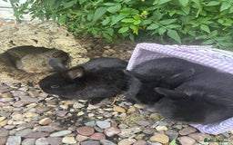 Mini Lop rabbits for sale: 5 beautiful mini lop x netherland dwarf babies - Image 12