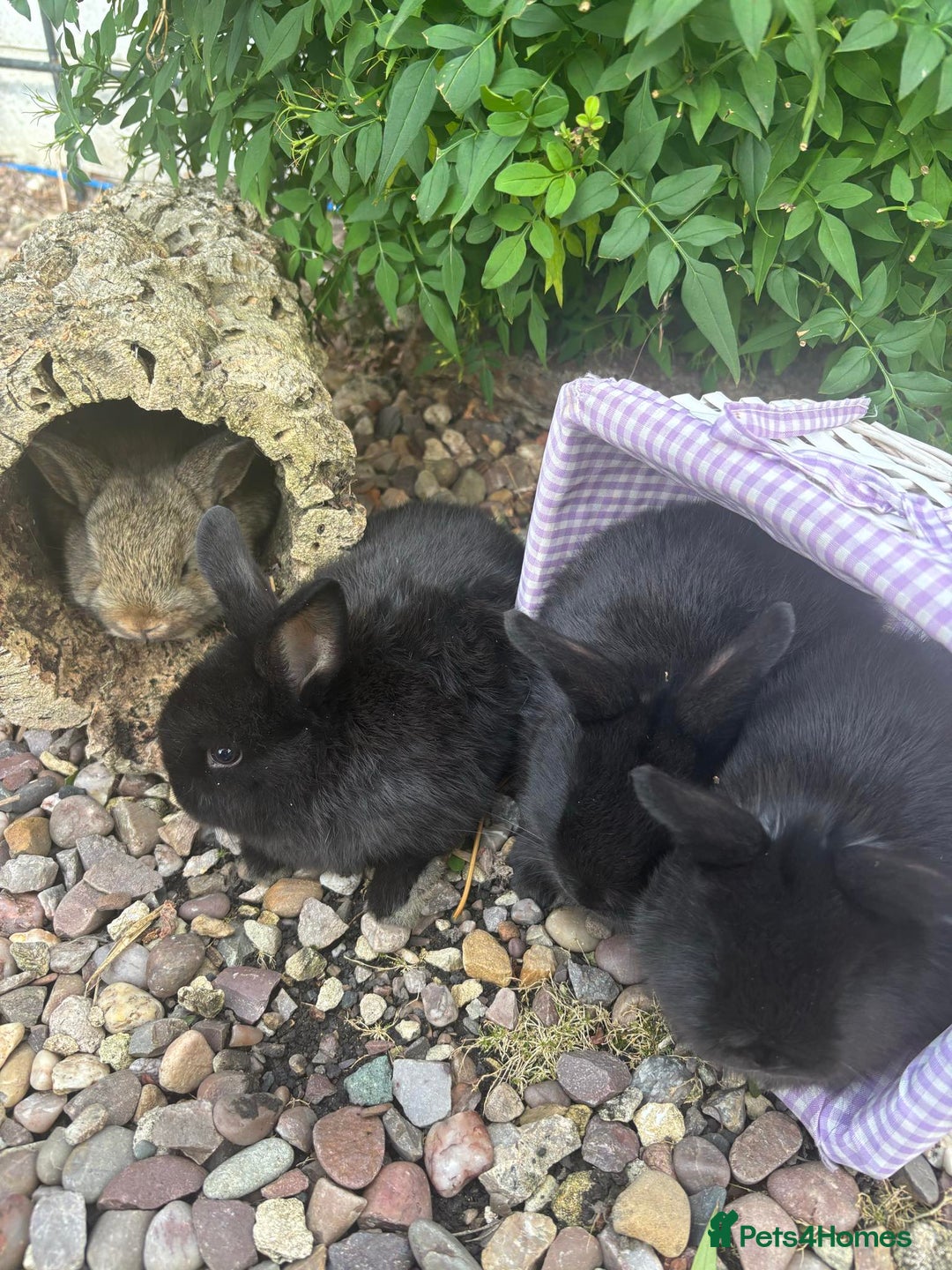 Mini Lop rabbits for sale: 5 beautiful mini lop x netherland dwarf babies - Image 12