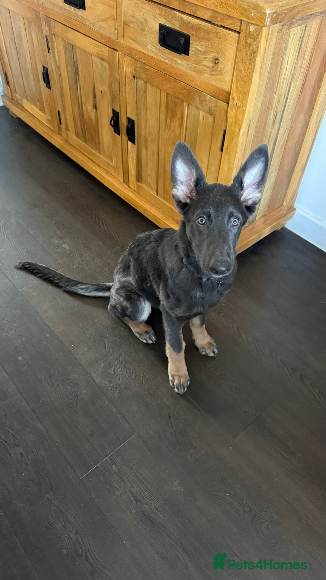 German Shepherd dogs for sale: Beautiful unusual colour (blue) female GSD - Advert 2