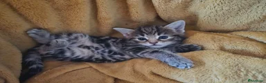 Maine Coon 1
