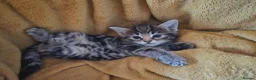 Maine Coon cats for sale: Maine Coon X kittens - Advert 17