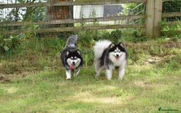 Pomsky dogs for sale: Perfect blue eyed F3 male Pomsky puppy - Advert 12