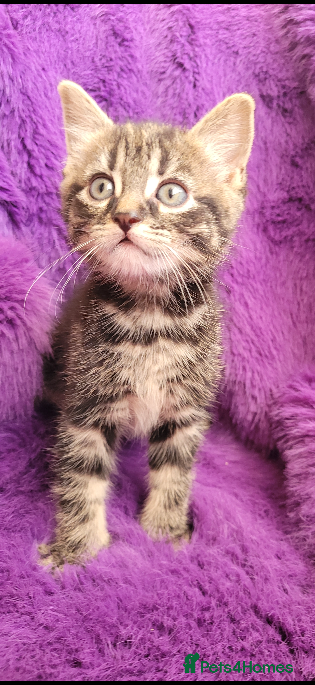 Mixed Breed cats for sale: Playful kittens 🐱 🩷 - Advert 6