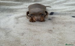 Miniature Dachshund dogs for sale: Gorgeous miniature Dachshund rainbow litter - Image 3