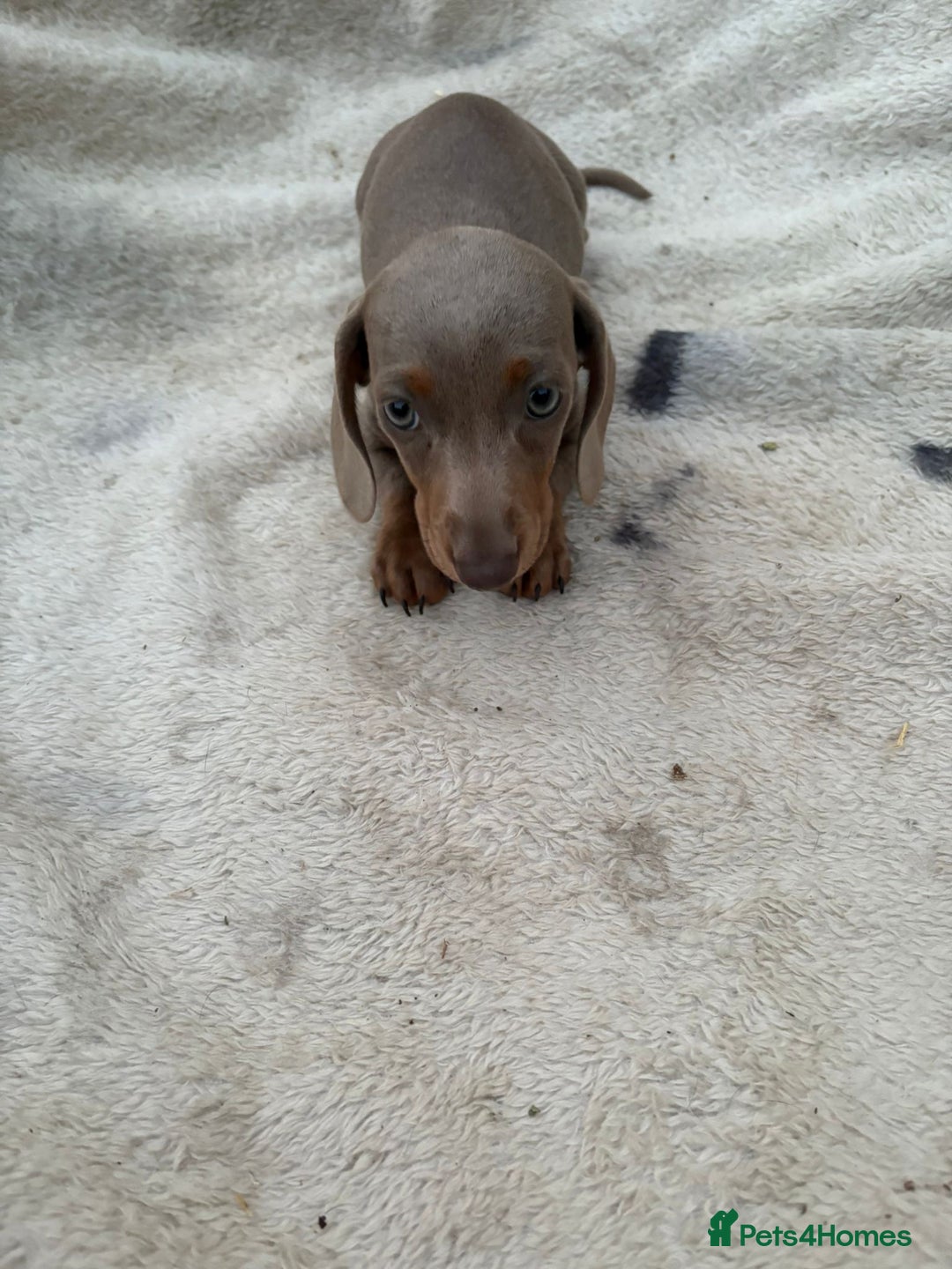 Miniature Dachshund dogs for sale: Gorgeous miniature Dachshund rainbow litter - Image 3