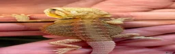 Bearded Dragon reptiles for sale: Stunning baby bearded dragons £100 ONO  - Advert 8