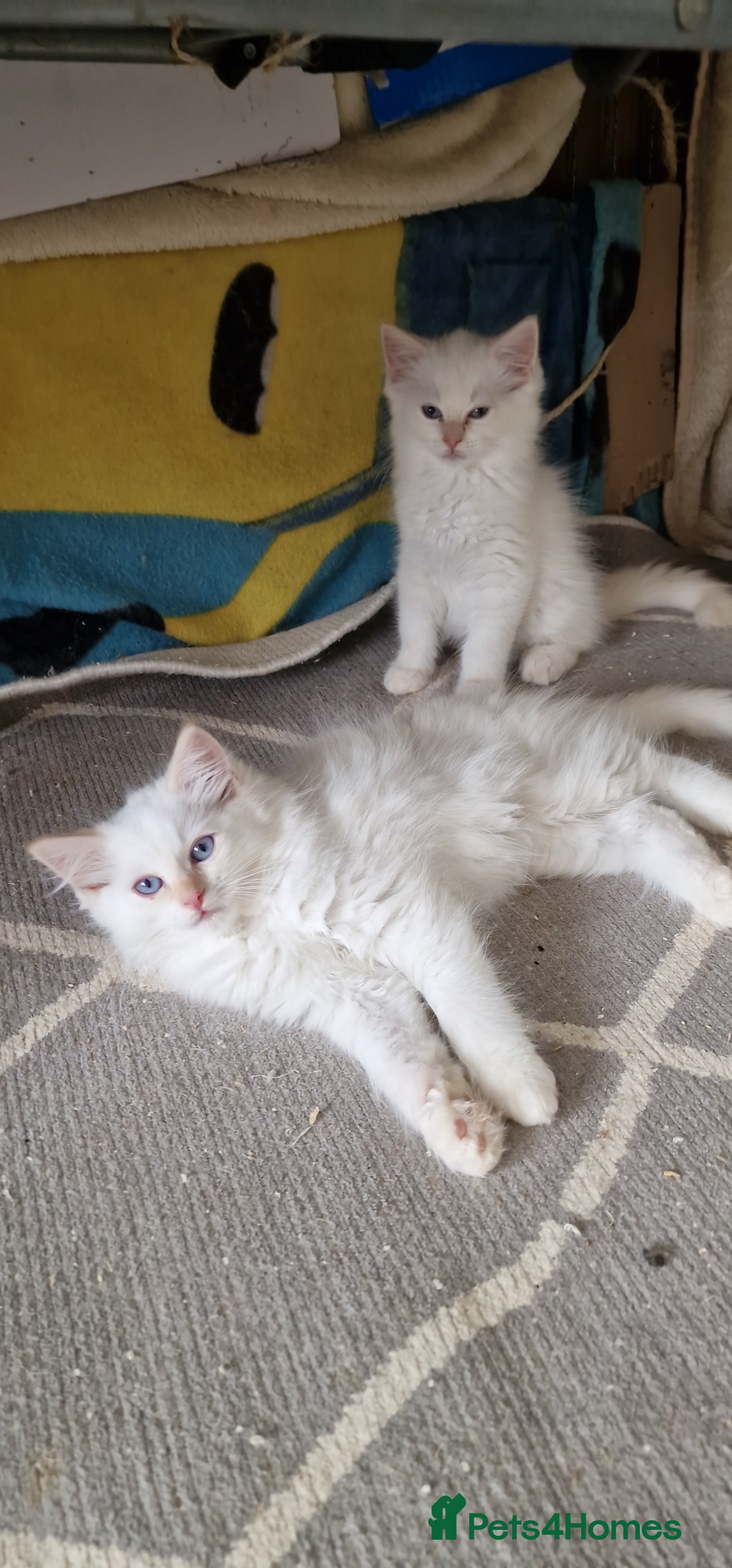 Ragdoll cats Beautiful pure Ragdool ready for loving home  - Advert 2