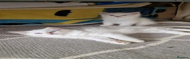 Ragdoll Kitten 5