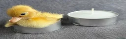 Ducks poultry for sale: X1 mini call duckling  - Advert 7