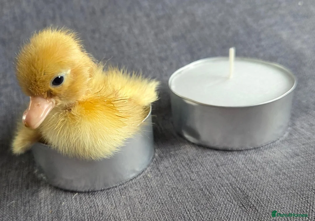 Ducks poultry for sale: X1 mini call duckling  - Advert 7
