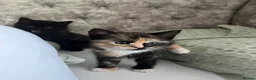 Mixed Breed cats for sale: Beautiful Ragdoll x kittens for sale  - Advert 14
