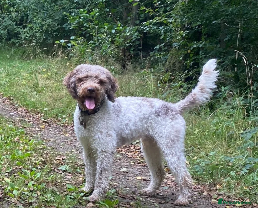 Lagotto Romagnolo dogs for sale: Lagotto KC Pedigree - Advert 2