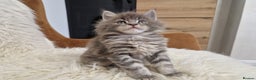 Maine Coon cats for sale: Maine Coon GCCF  - Advert 5