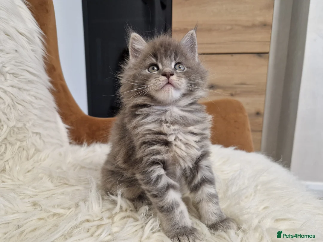Maine Coon cats for sale: MAINE COON  RESERVED - Advert 12