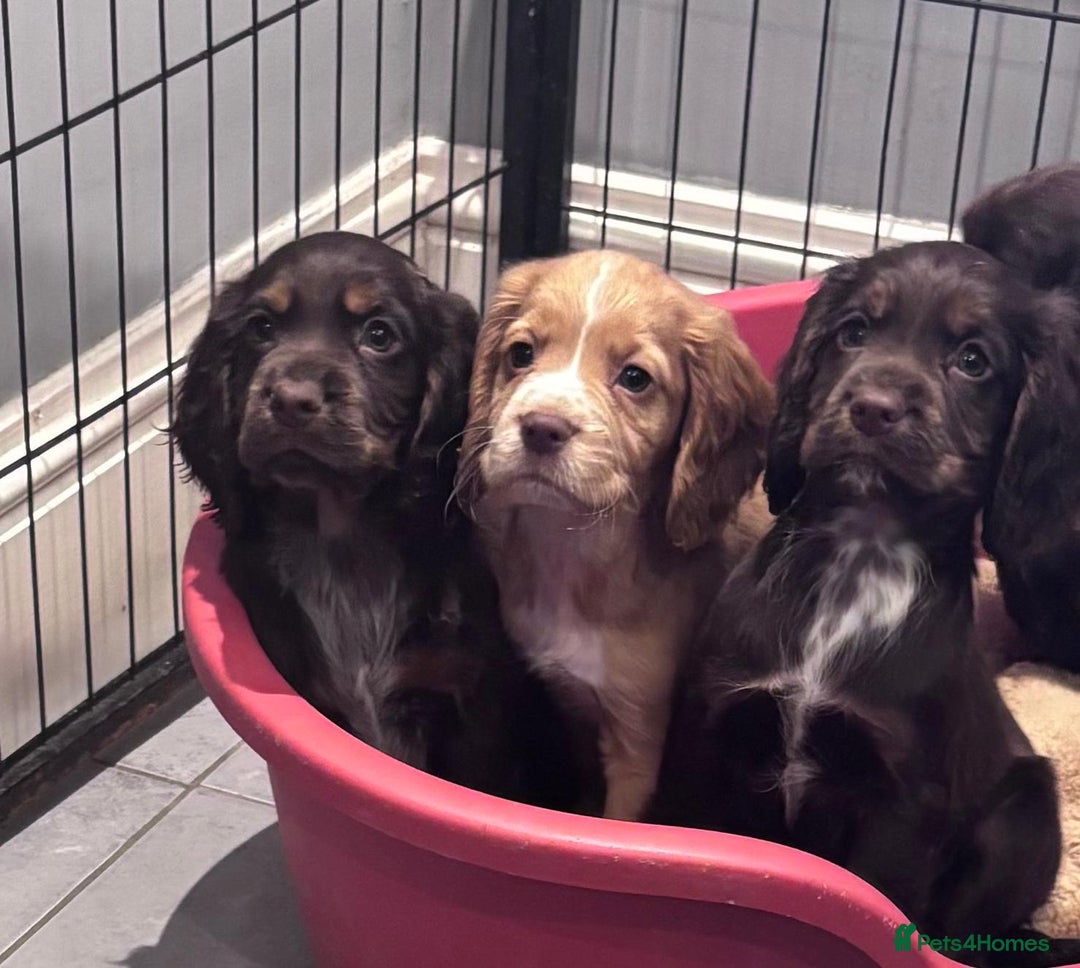 Cocker Spaniel dogs for sale: Working cocker spaniels puppies kc reg - Image 11