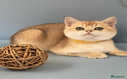 British Shorthair cats for sale: 🫶GCCF - NY12 Golden British Shorthair kittens 🫶 - Image 1