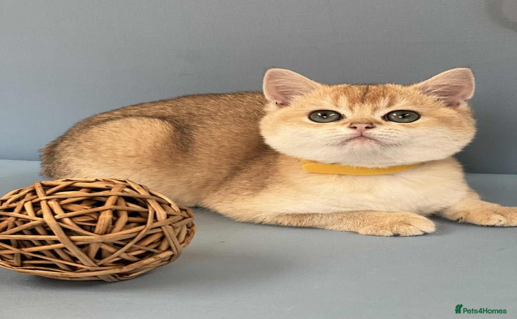 British Shorthair cats - Advert 12