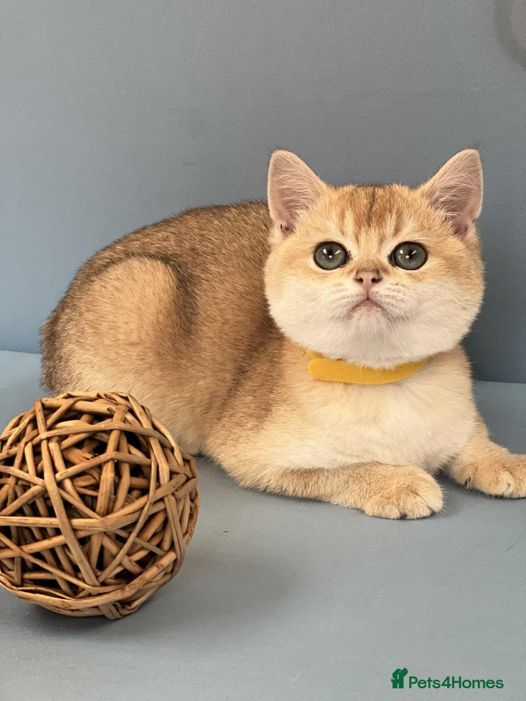 British Shorthair cats for sale: 🫶GCCF - NY12 Golden British Shorthair kittens 🫶 - Image 1