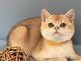 British Shorthair cats - Advert 28