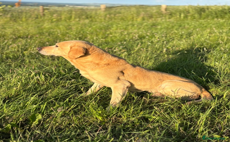 Labrador Retriever dogs - Advert 2