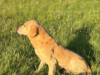 Labrador Retriever dogs - Advert 13