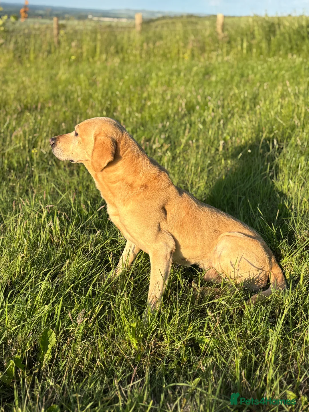 Labrador Retriever dogs for stud: Wesley available for stud - Advert 2