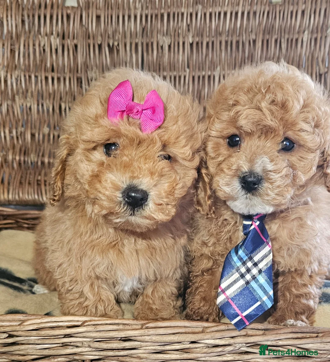 Cavapoo dogs for sale: Cavapoo puppies heath checked by vet  - Advert 1