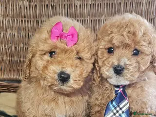 Cavapoo dogs Cavapoo puppies heath checked by vet - Advert 1