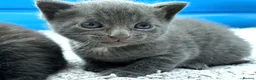 British Shorthair cats for sale: ❤ Beautiful Kittens ❤ – Ready for Loving Homes ❤ in Hull - Advert 12
