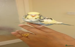 Budgerigars birds for sale: Handreared semitamed and tamed budgies  - Image 8