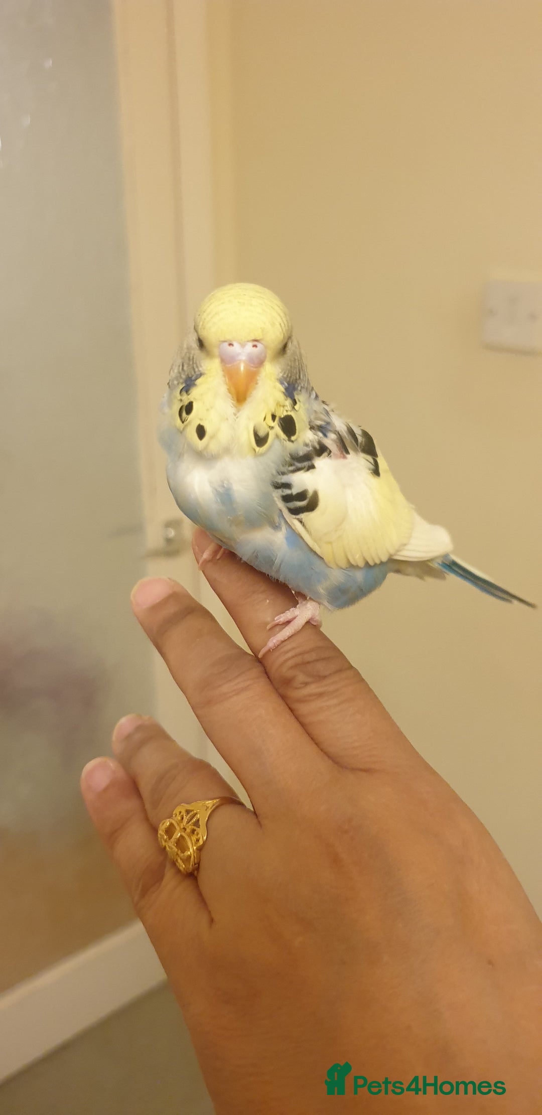 Budgerigars birds for sale: Handreared semitamed and tamed budgies  - Image 8