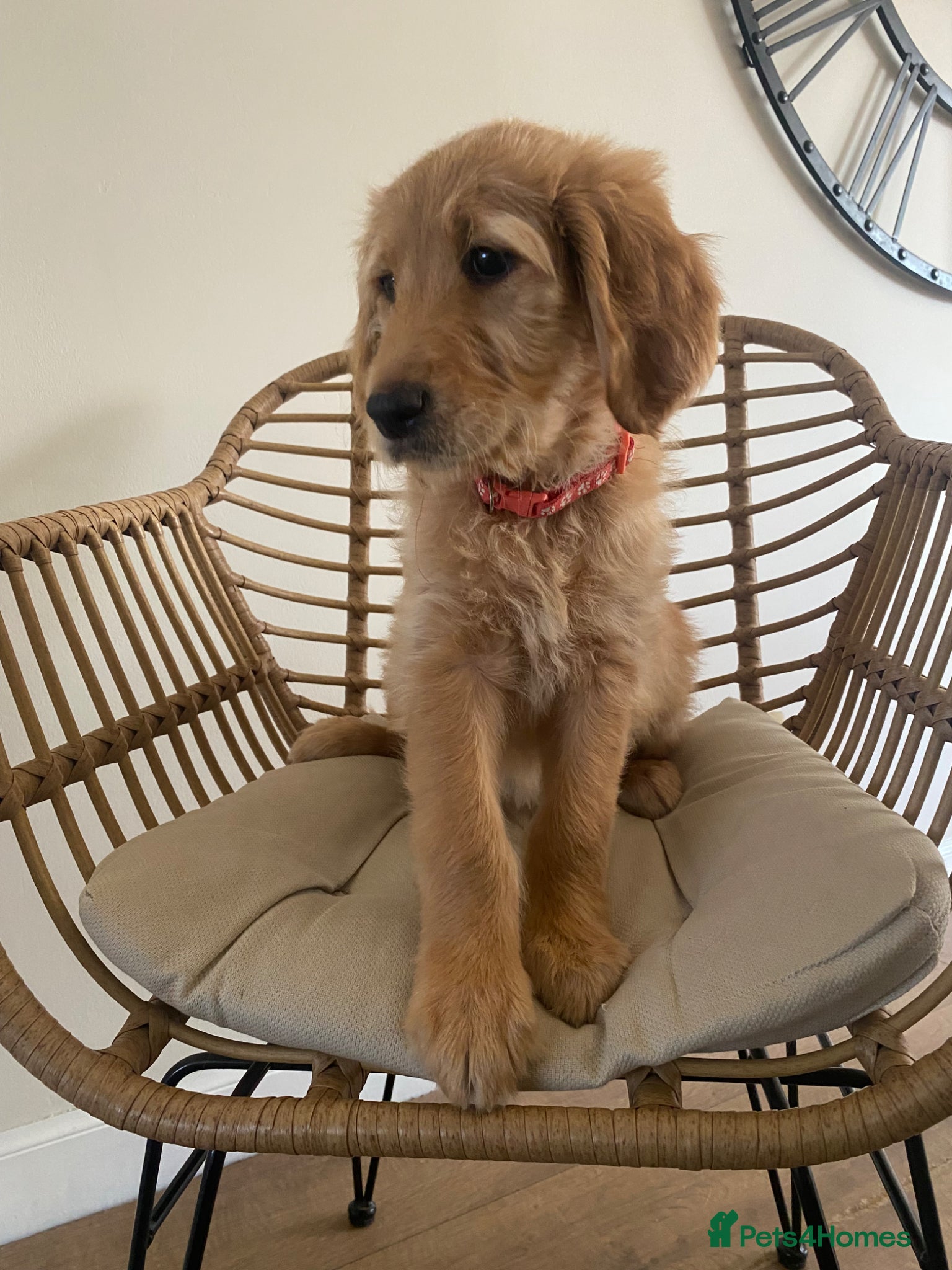 Goldendoodle dogs * UPDATED PHOTOS* F1 Goldendoodles 🖤💛 - Advert 18