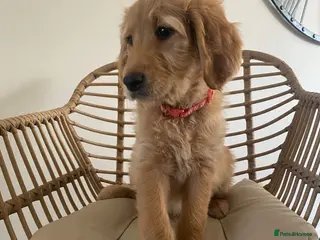 Goldendoodle dogs * UPDATED PHOTOS* F1 Goldendoodles 🖤💛 - Advert 18