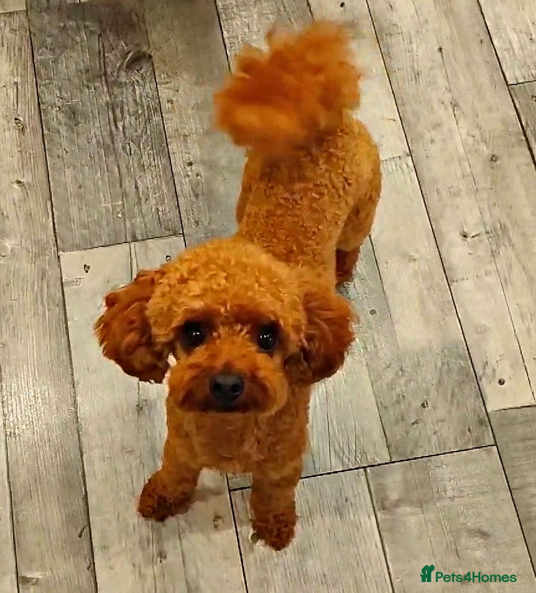 Toy Poodle dogs for stud: Red Toy Poodle STUD - Health tested clear  - Image 11