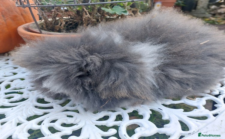 Angora rabbits - Advert 1