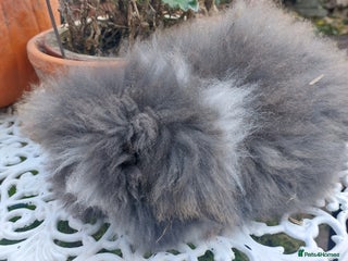 Angora rabbits TEDDYWIDDER BABIES - Advert 5