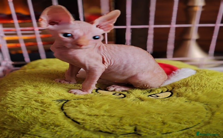 Sphynx cats Sphynx boy kitten for sale - Advert 1