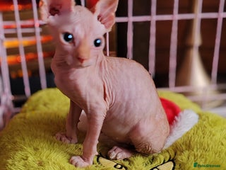 Sphynx cats Sphynx boy kitten for sale - Advert 1