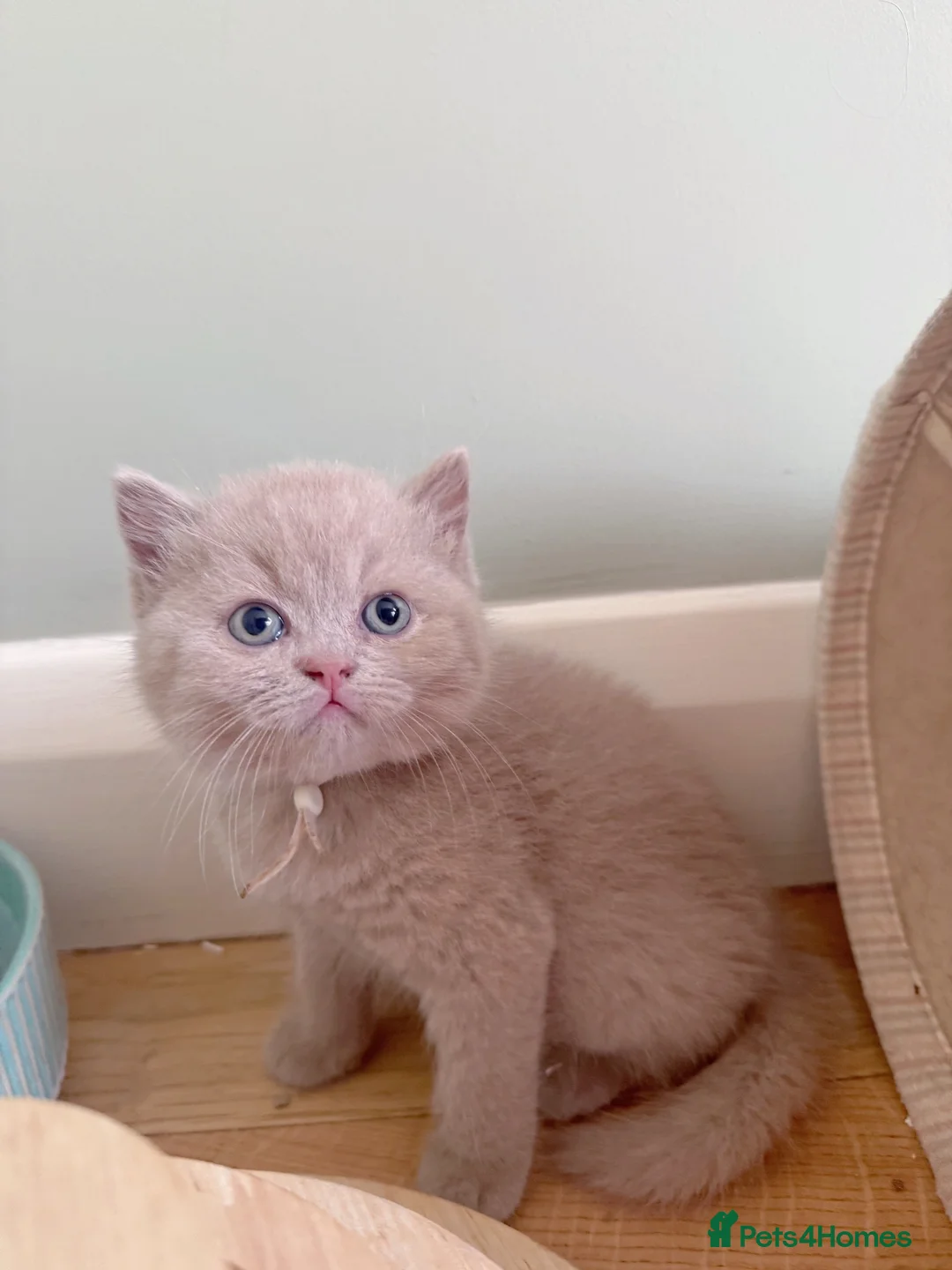 British Shorthair cats for sale: 🐾 Beautiful Cinnamon British Shorthair Kittens 🐾 - Advert 2