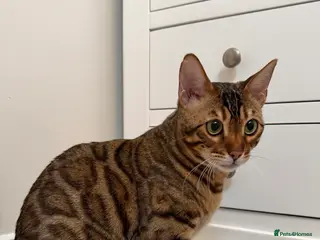 Bengal cats Beautiful Bengal girl - amazing markings - Advert 13