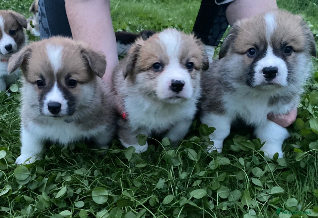 Welsh Corgi Pembroke dogs for sale: Champion Bloodline KC reg puppies - Image 1