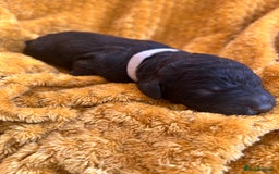 Bernedoodle dogs for sale: F1B Bernedoodle Puppies - Image 9