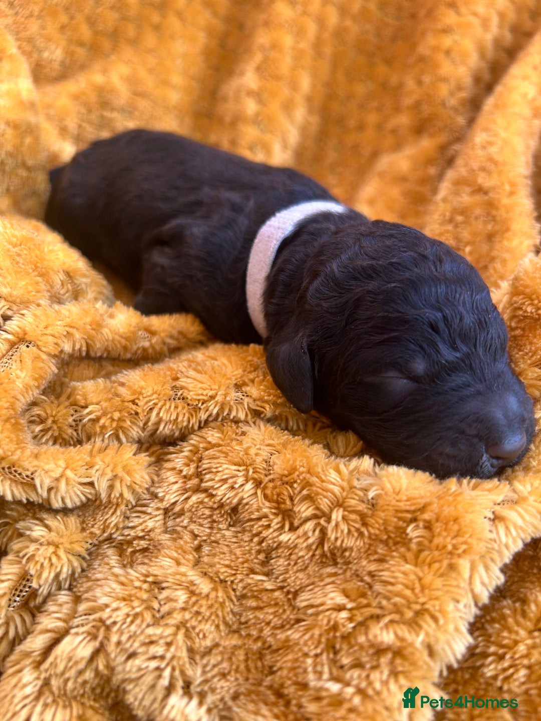 Bernedoodle dogs for sale: F1B Bernedoodle Puppies - Image 9
