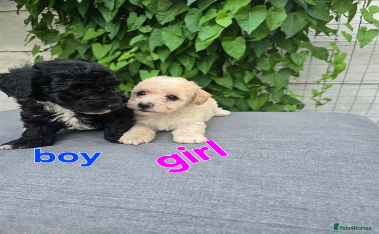 Maltipoo dogs - Advert 2