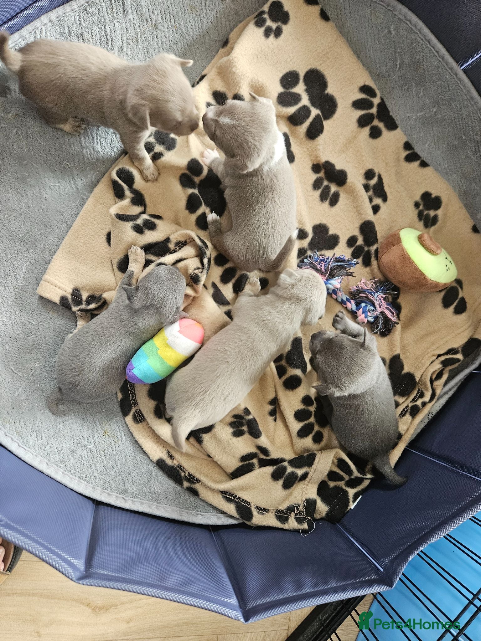 Chihuahua dogs Five Smoothcoat Chihuahua puppies for sale - Advert 2