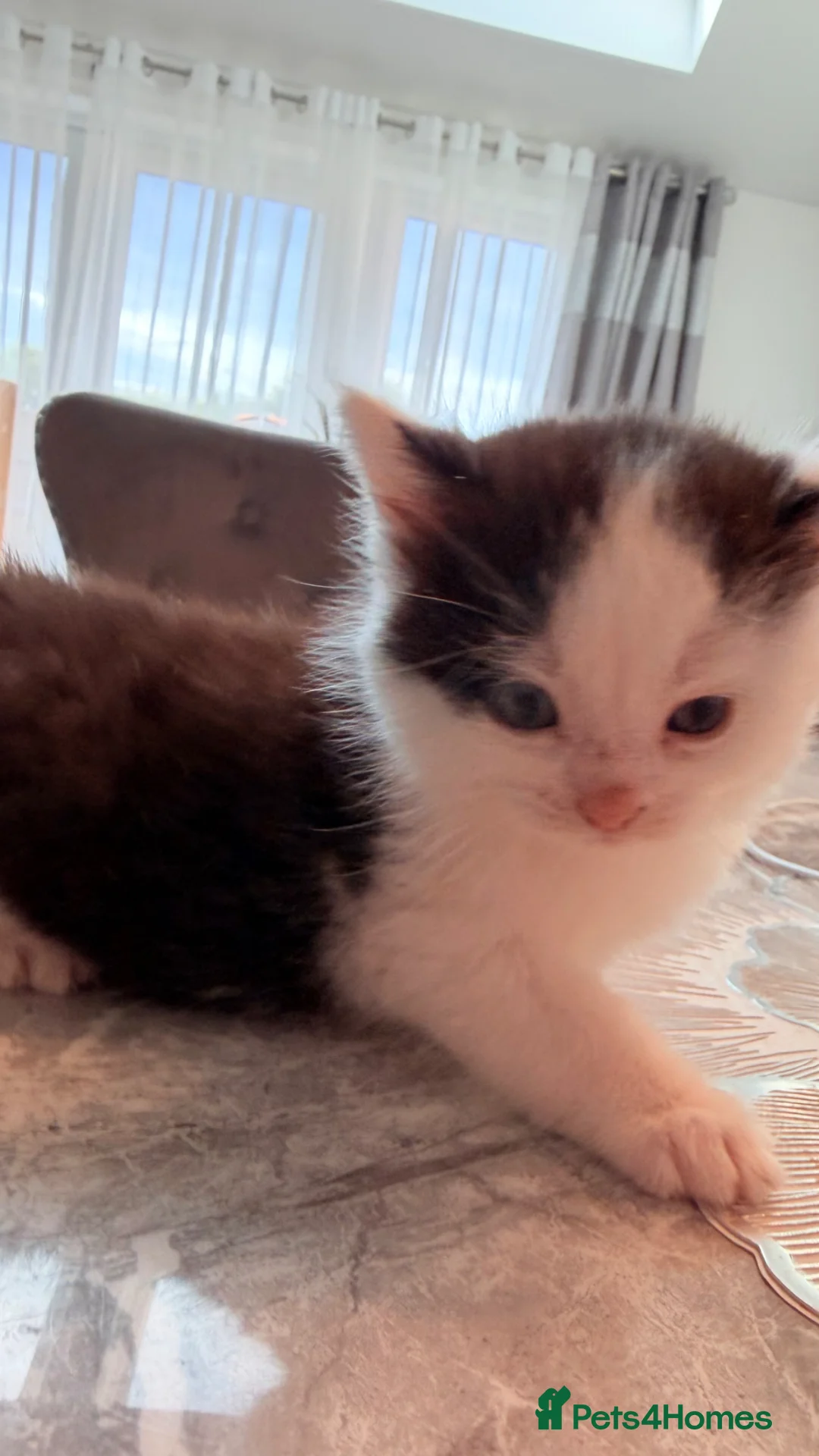 Mixed Breed cats for sale: Adorable and very cuddly male kitten - Advert 1