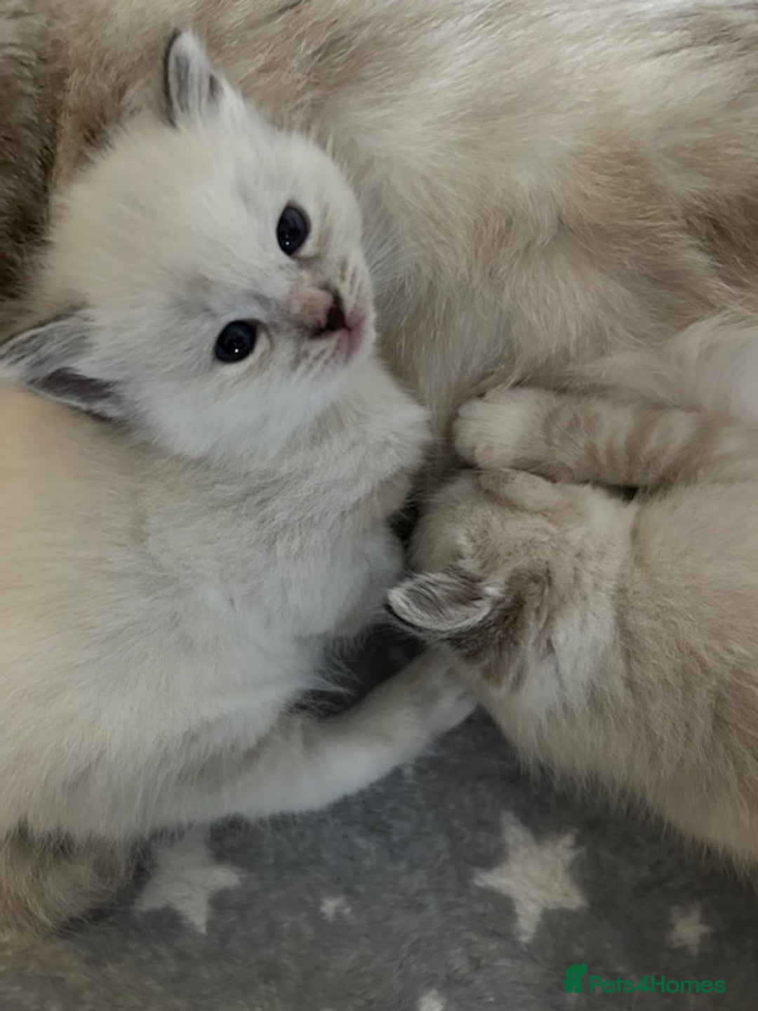 Ragdoll cats for sale: Ragdoll torie/flame/lynx x kittens - Advert 1
