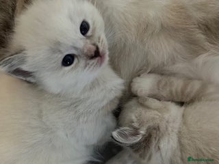 Ragdoll cats Ragdoll torie/flame/lynx x kittens - Advert 1