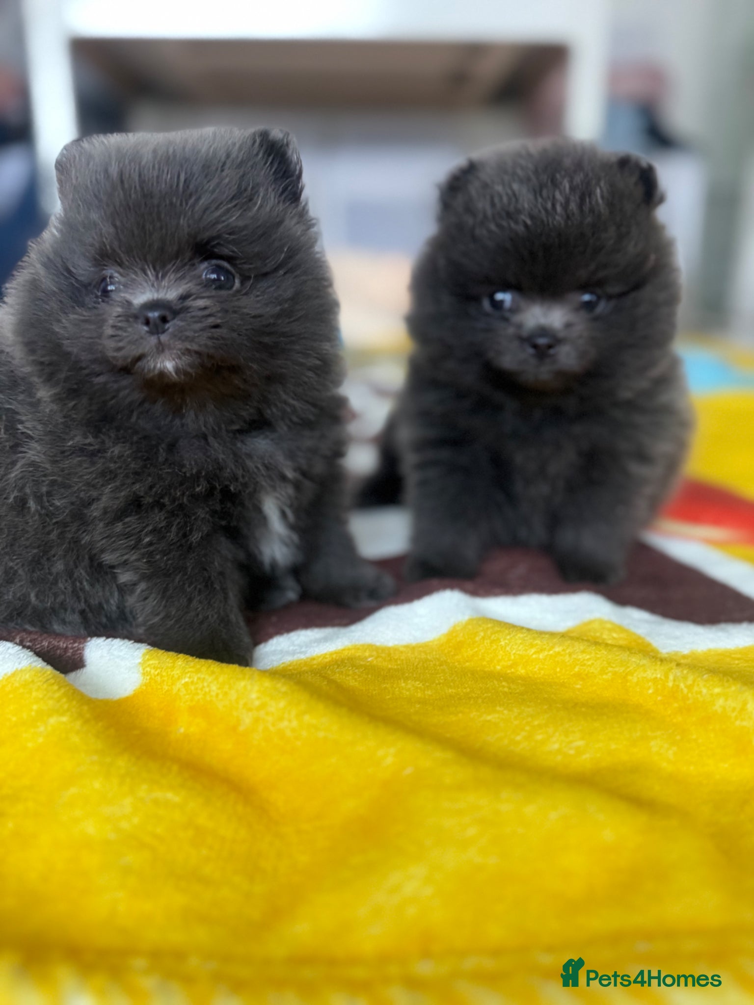 Pomeranian dogs 🧸🧸🧸 Three Little Teddy Bears 🧸🐼🐻🐻‍❄️ - Advert 2